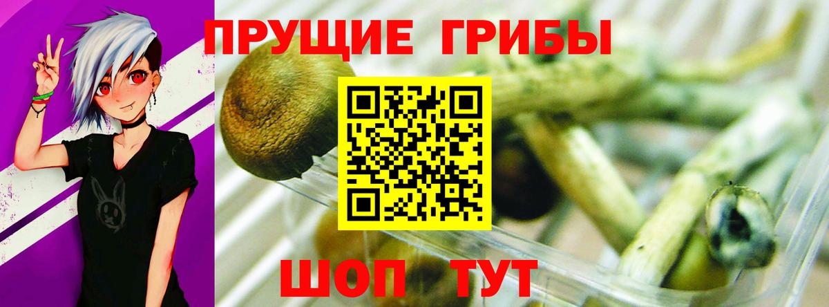 Галлюциногенные грибы Psilocybe  Вход с VPN  Алейск 